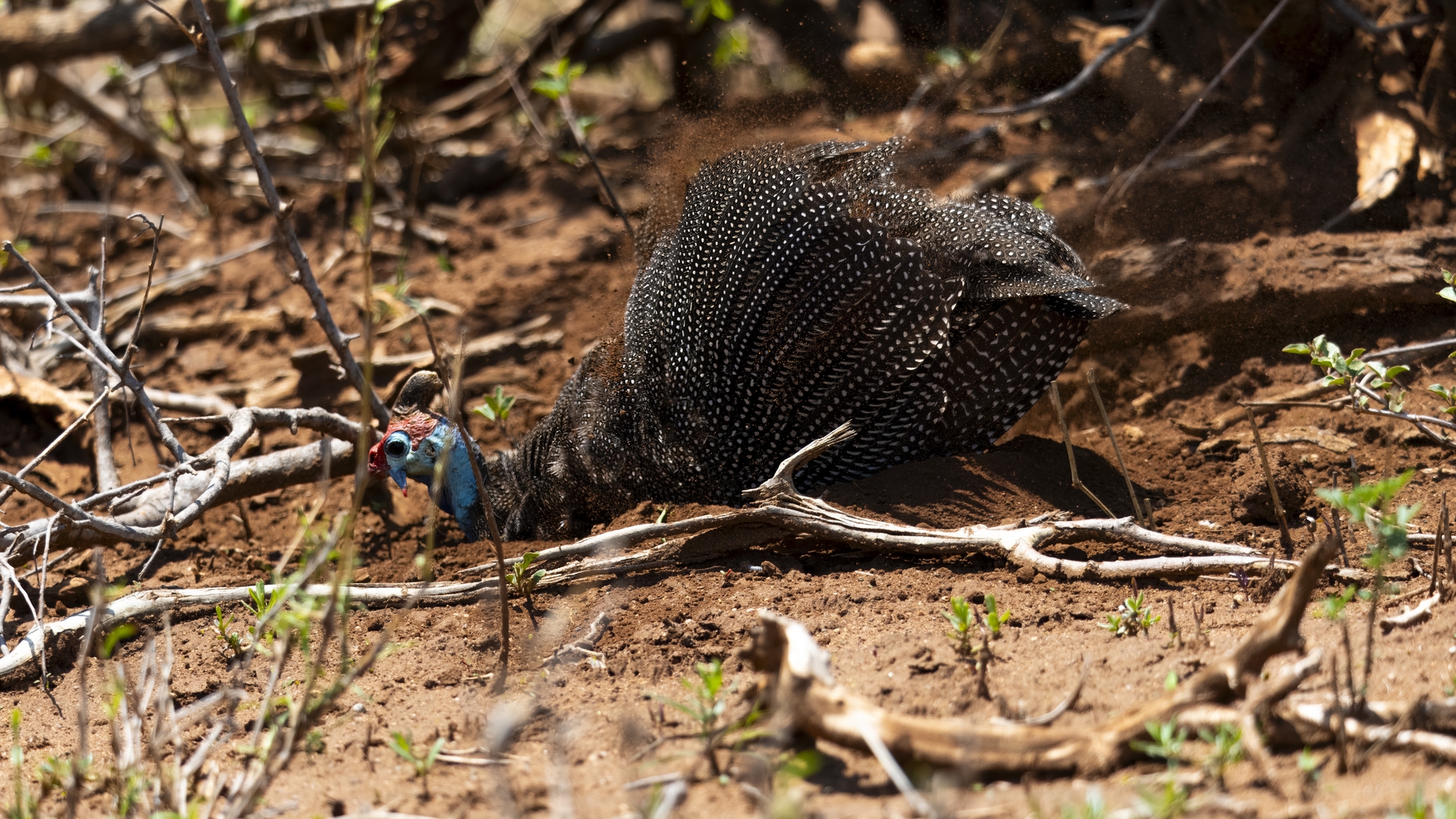 Kruger25 2025 11 01 11 11 19 ILCE 1M2 2996